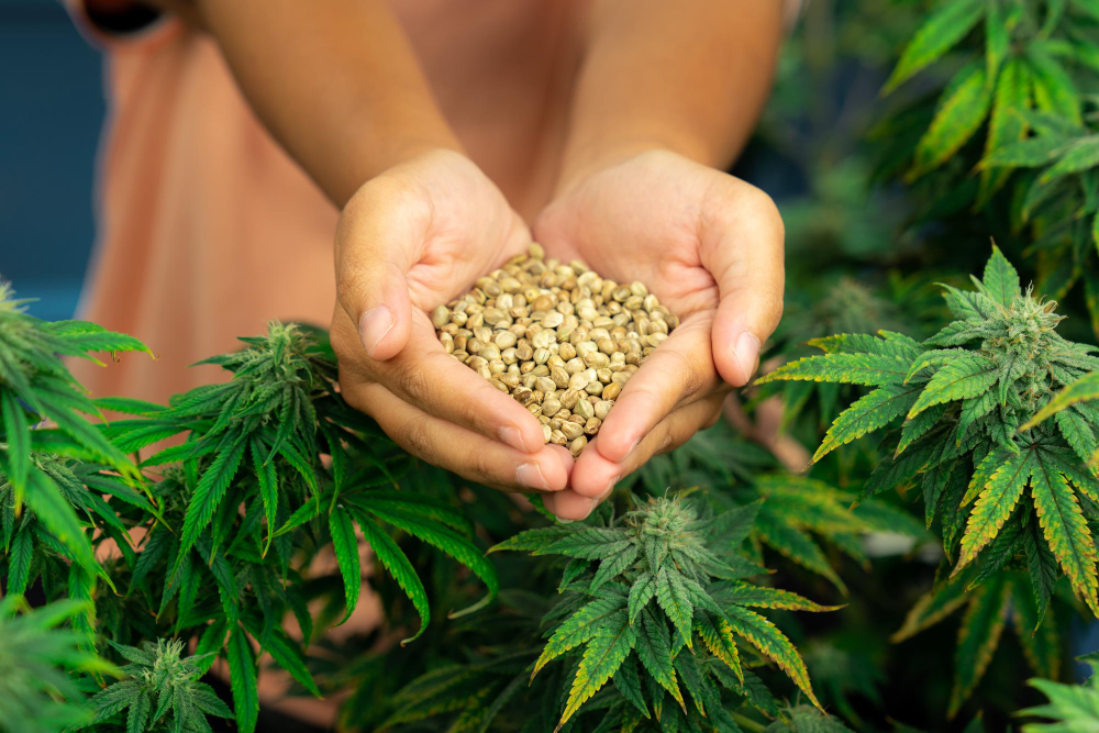 Featured image for “The Art of Cannabis Seed Selection: A Connoisseur’s Guide”