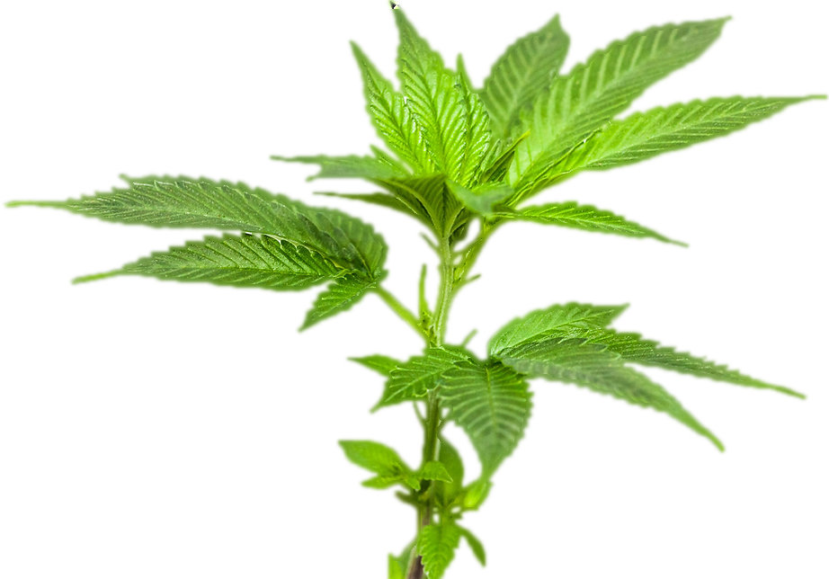 Featured image for “Fair Trade Community Cuts & Clones”