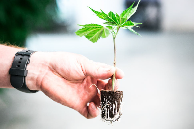 Featured image for “How Long Do Cannabis Clones Take to Root?”